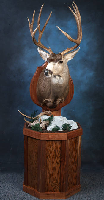 Artistic Wildlife Studio, New Mexico Taxidermy, Mule Deer Mounts, elk taxidermy, fish, taxidermist art